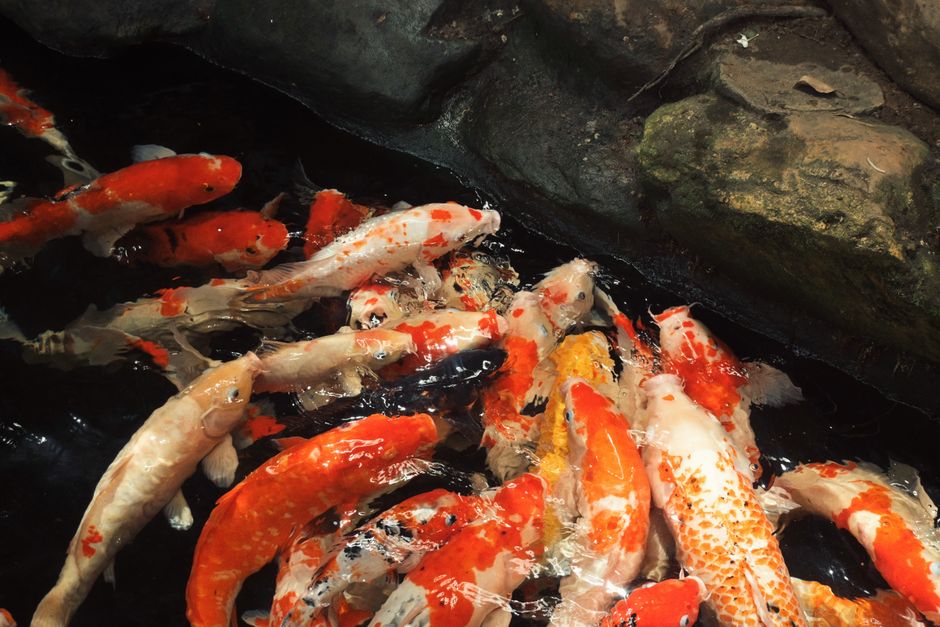 Poisson au four citronné : repas léger, zéro stress