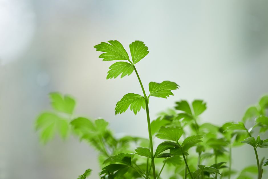 Conserver les herbes fraîches plus longtemps : 3 méthodes