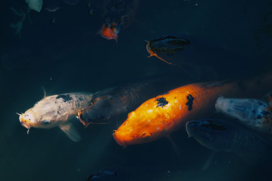 Poisson au four citronné : repas léger, zéro stress