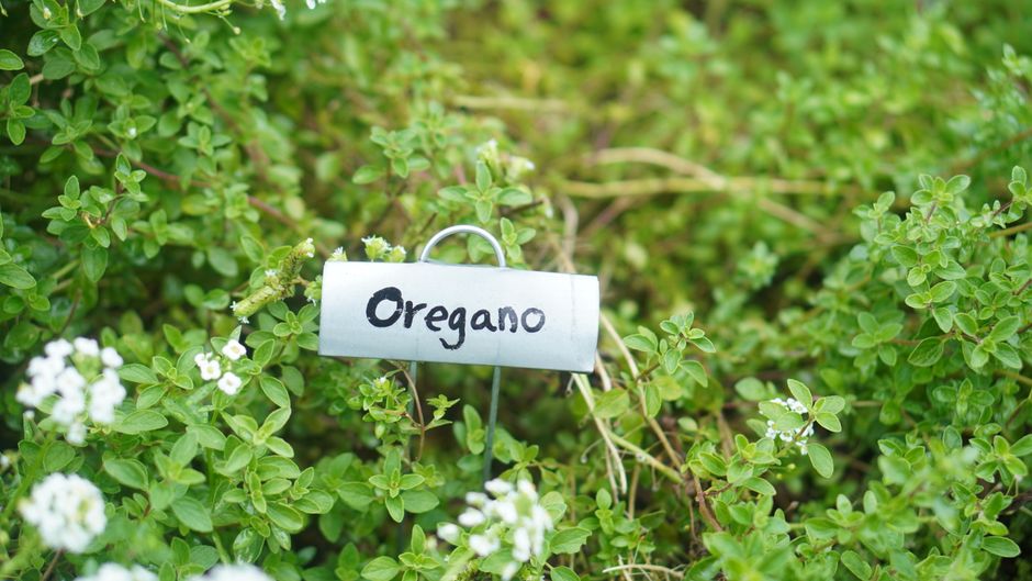 Conserver les herbes fraîches plus longtemps : 3 méthodes